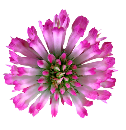 FemmeUp Plenipausia